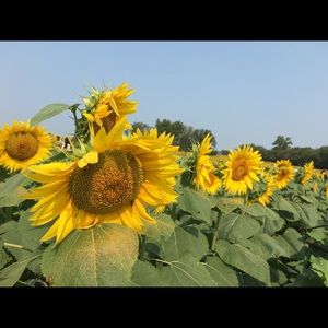 Meet your Posher, Shari